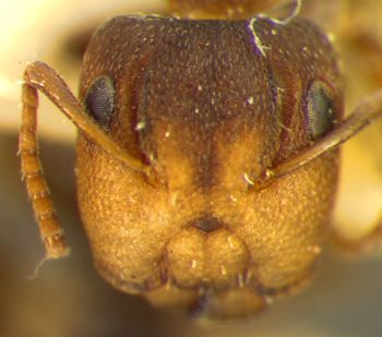 Media type: image; Entomology 21547   Aspect: head frontal view